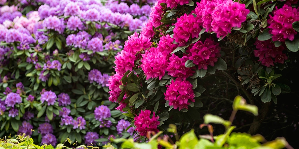 when do rhododendrons bloom in oregon