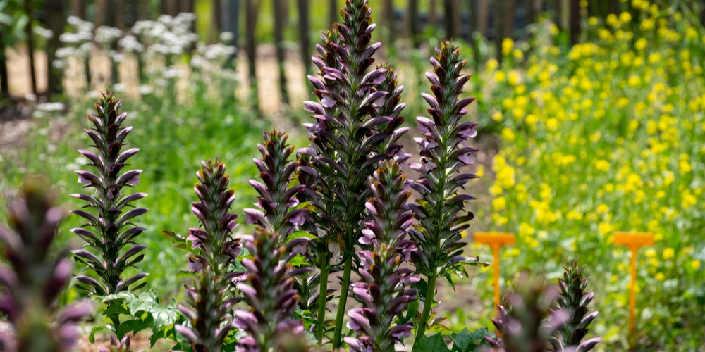 Acanthus Mollis Care