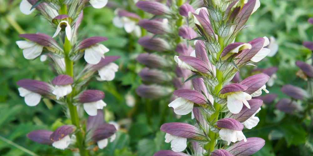 Acanthus Mollis starts with "A"