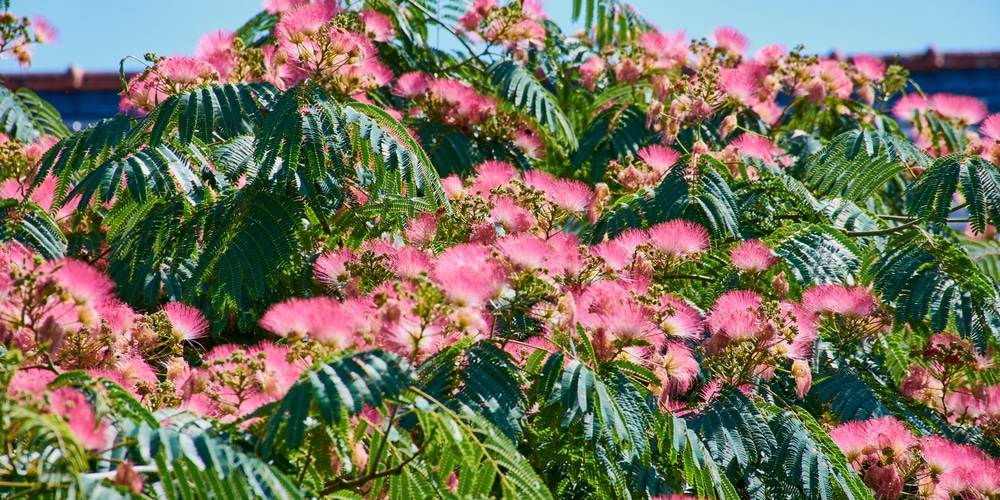 Texas Native Trees