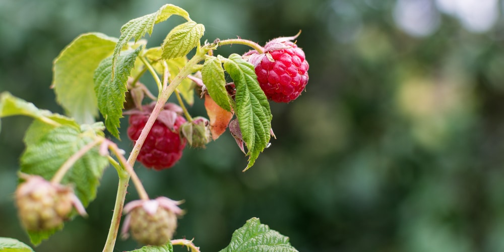 IA Raspberry Planting Times