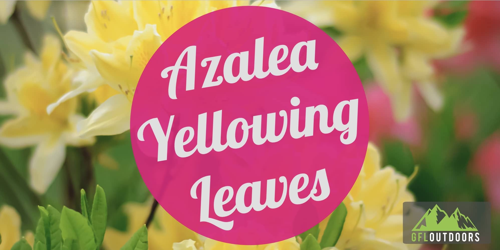 Why are my Azalea Leaves Turning Yellow? [All Common Reasons]