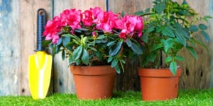 Azaleas in Georgia: A Growth and Care Guide