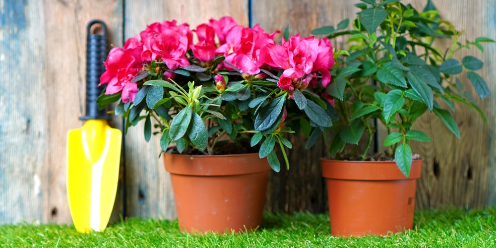 when do azaleas bloom in north carolina
