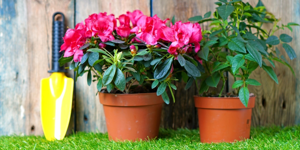 Azaleas Under Pine Trees