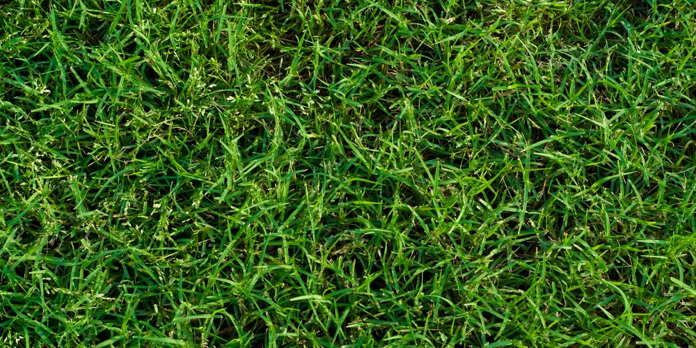 How to get dark green grass