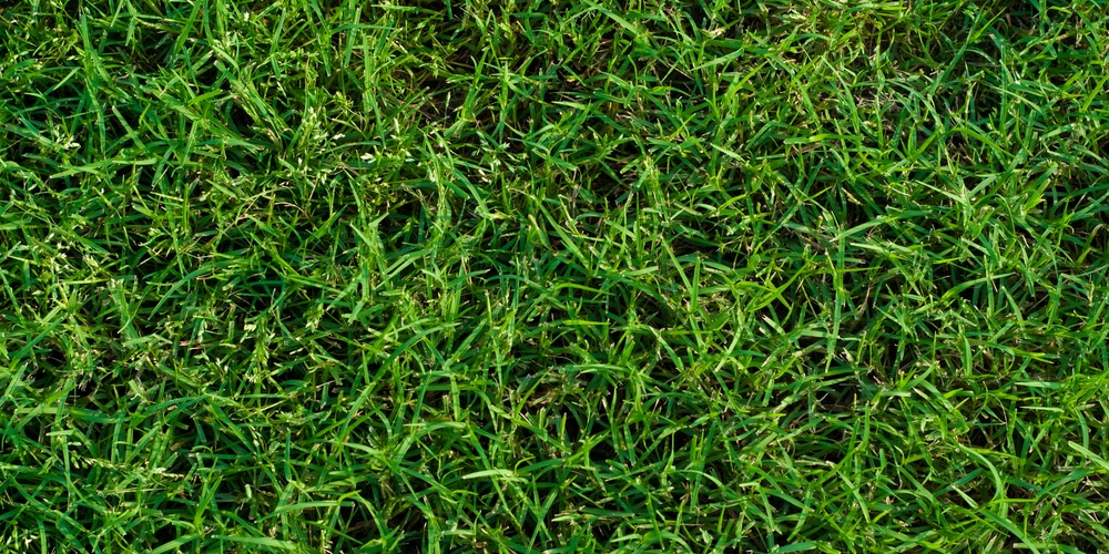 will atrazine kill bermuda grass