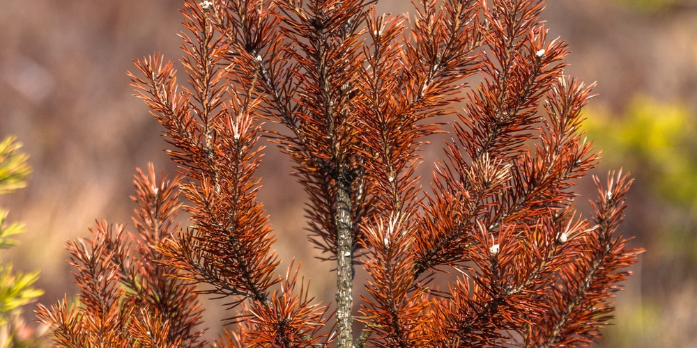 Pine Tree Turning Brown