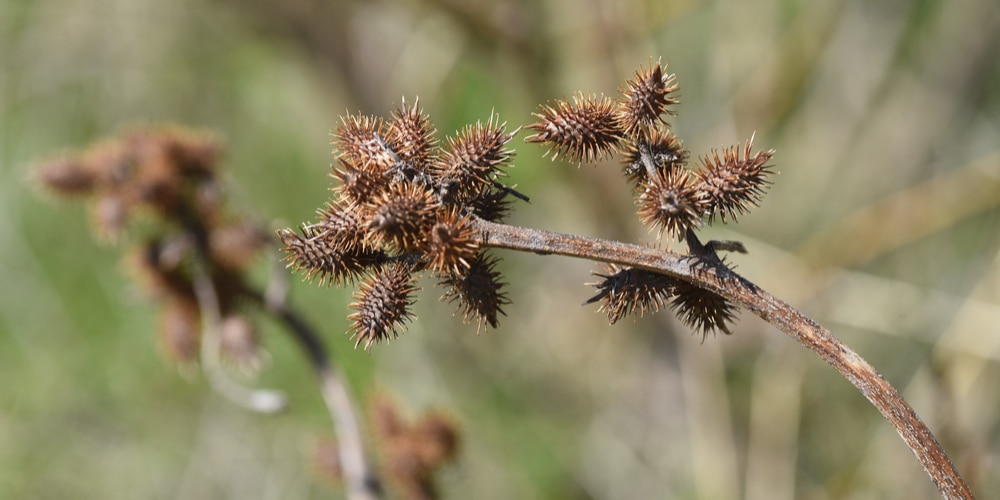 Types of Burr Weeds