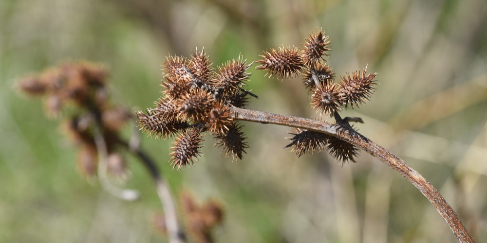 Did you know those reviled burrs are the secret behind Velcro