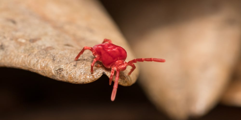 How to get rid of clover mites