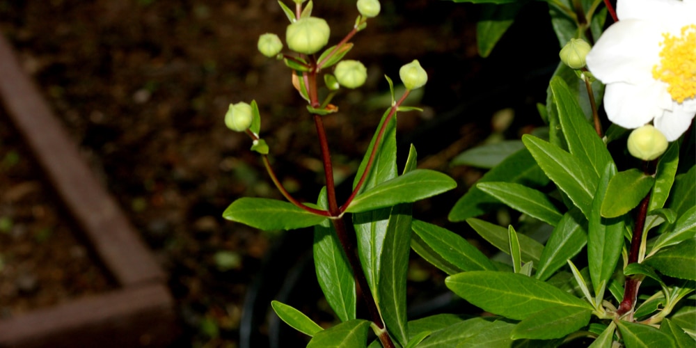 Carpenteria Californica Propagation