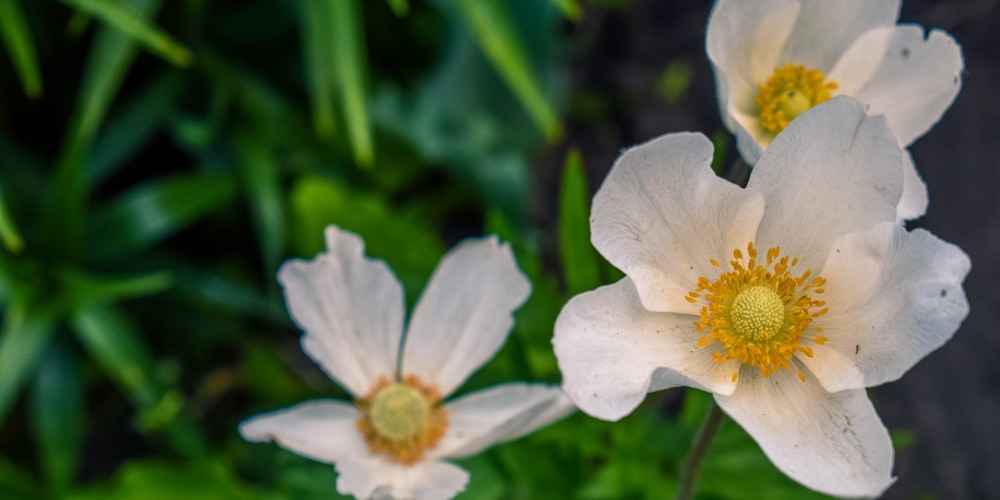 Carpenteria Californica Care