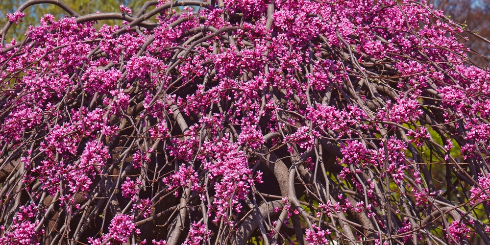 Eastern Redbud