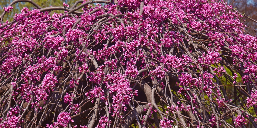 Eastern Redbud