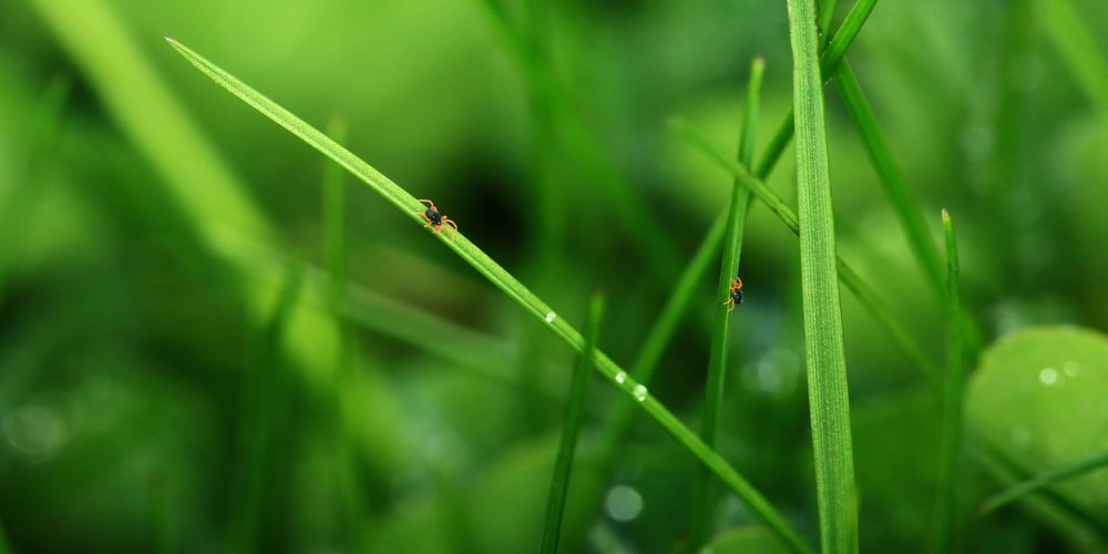 How to Get Rid of Clover Mites Outdoors