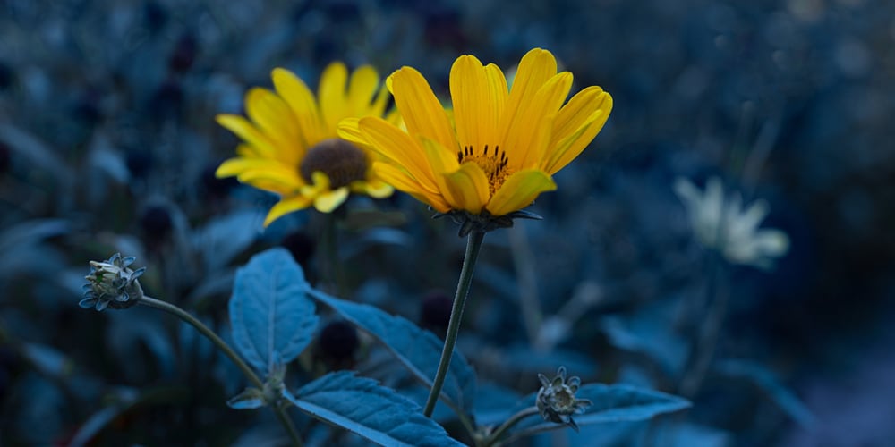 Dune Sunflower Care