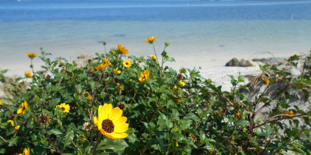 Flowers that symbolize courage