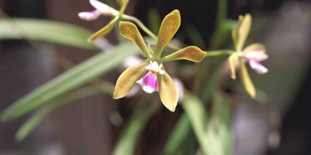 Florida Native Orchids