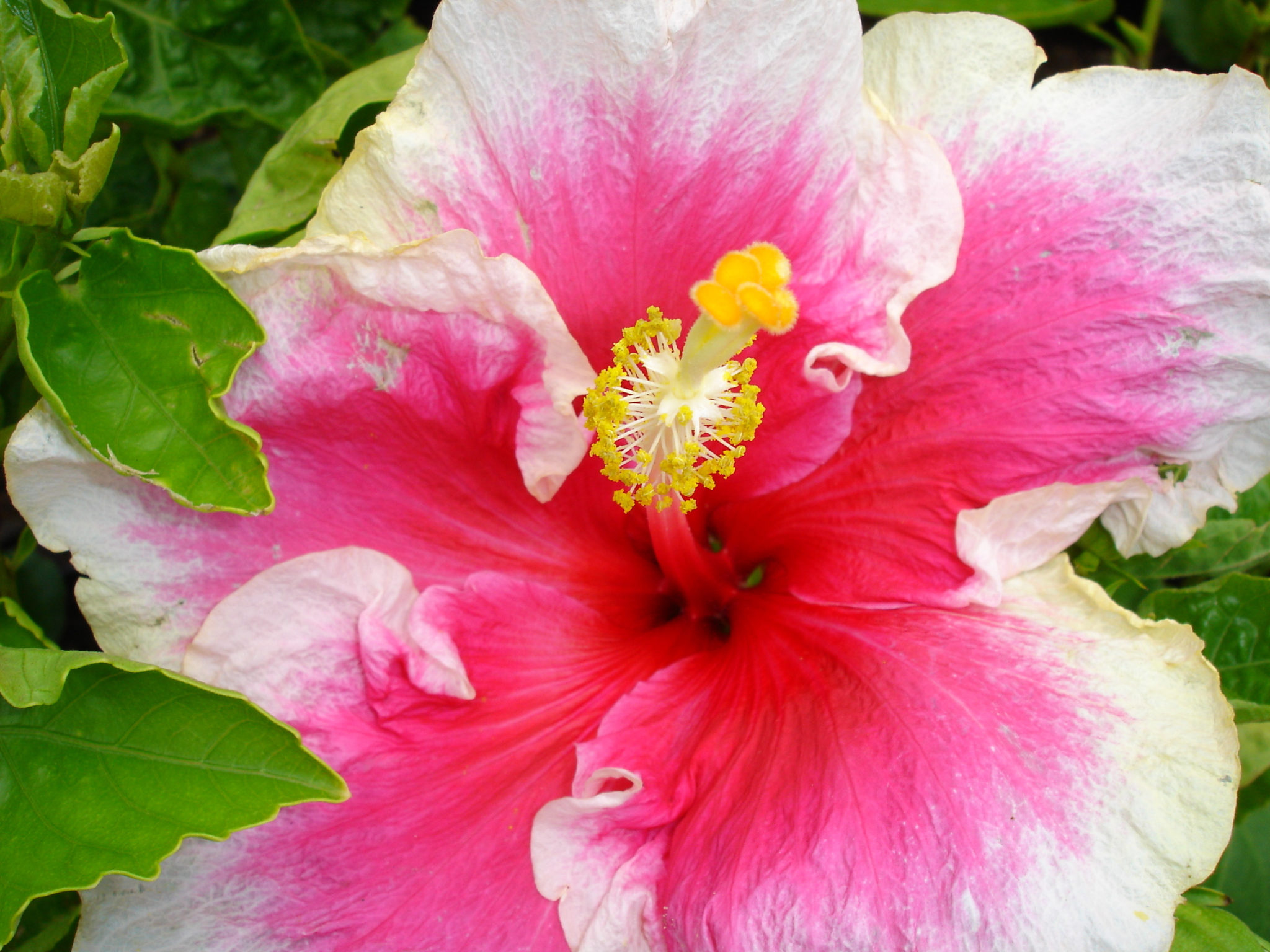 Hibiscus Has Yellow Leaves: Why are they turning yellow? - GFL Outdoors