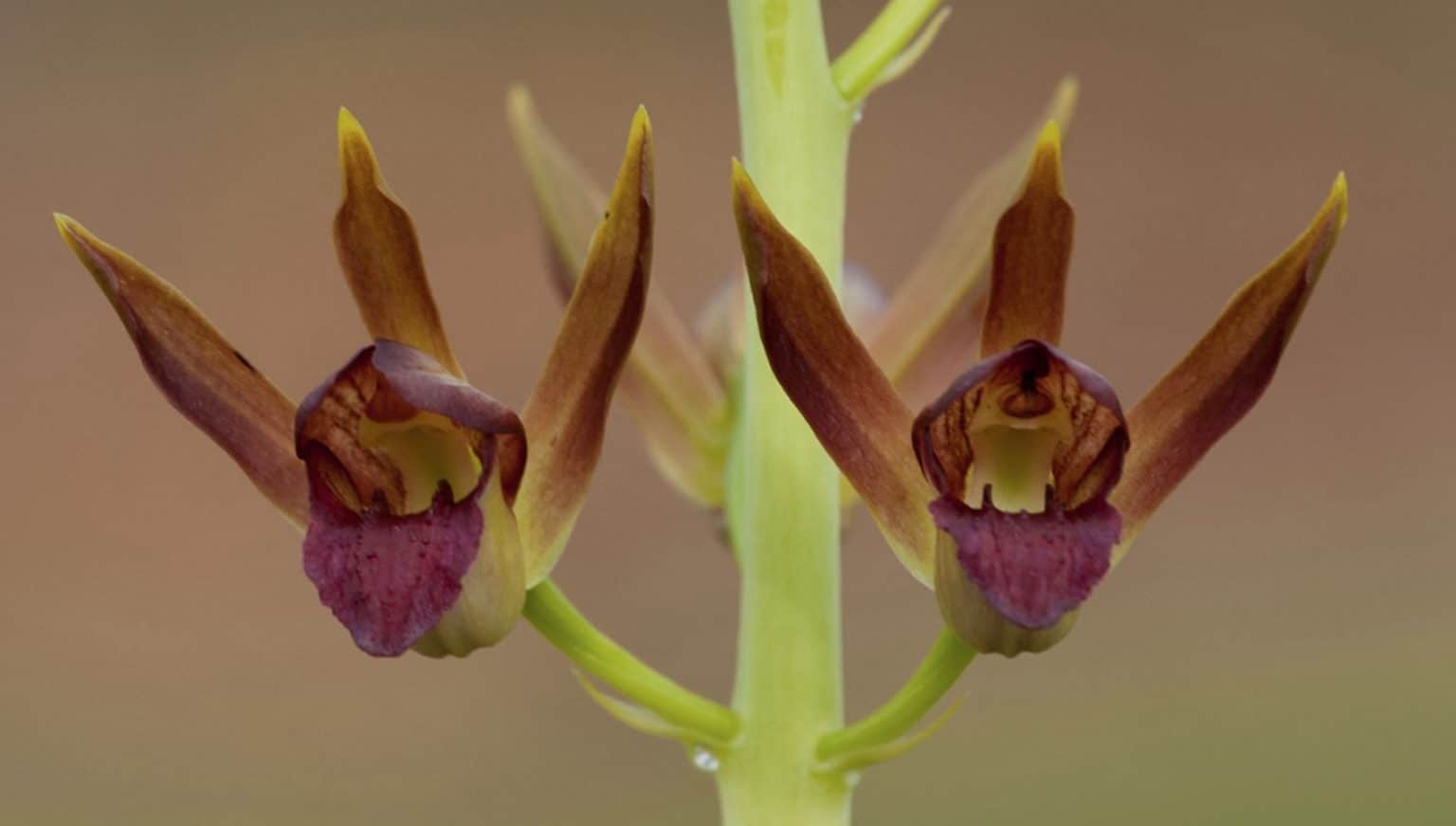 Florida Native Orchids 5 Beautiful Orchid Species Native to Florida