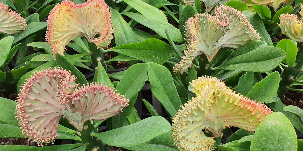 Euphorbia lacteal