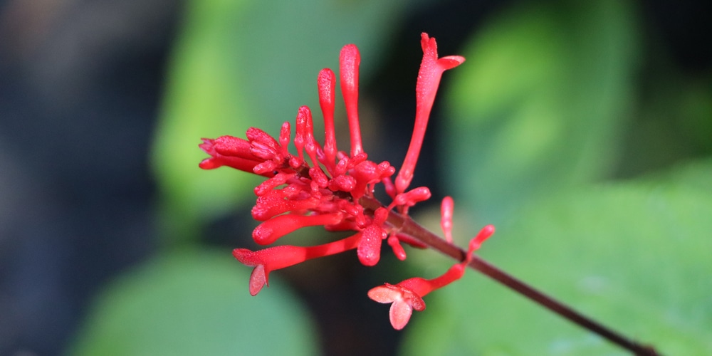 Firespike Plant Propagation