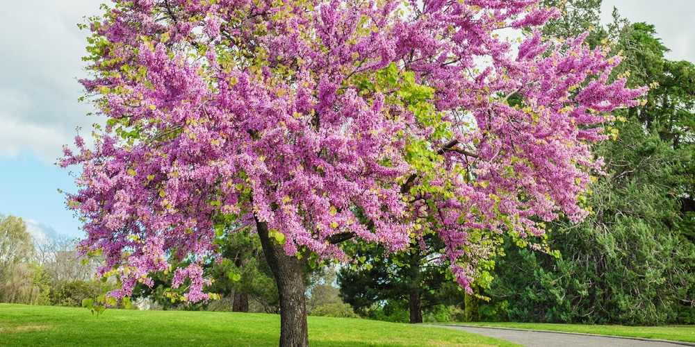 can you grow a redbud tree from a branch
