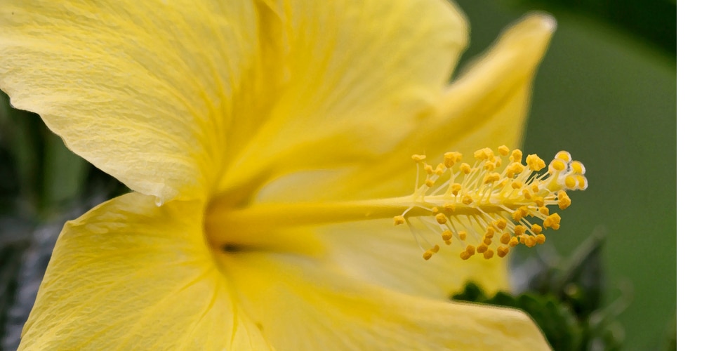 Fort Myers Hibiscus