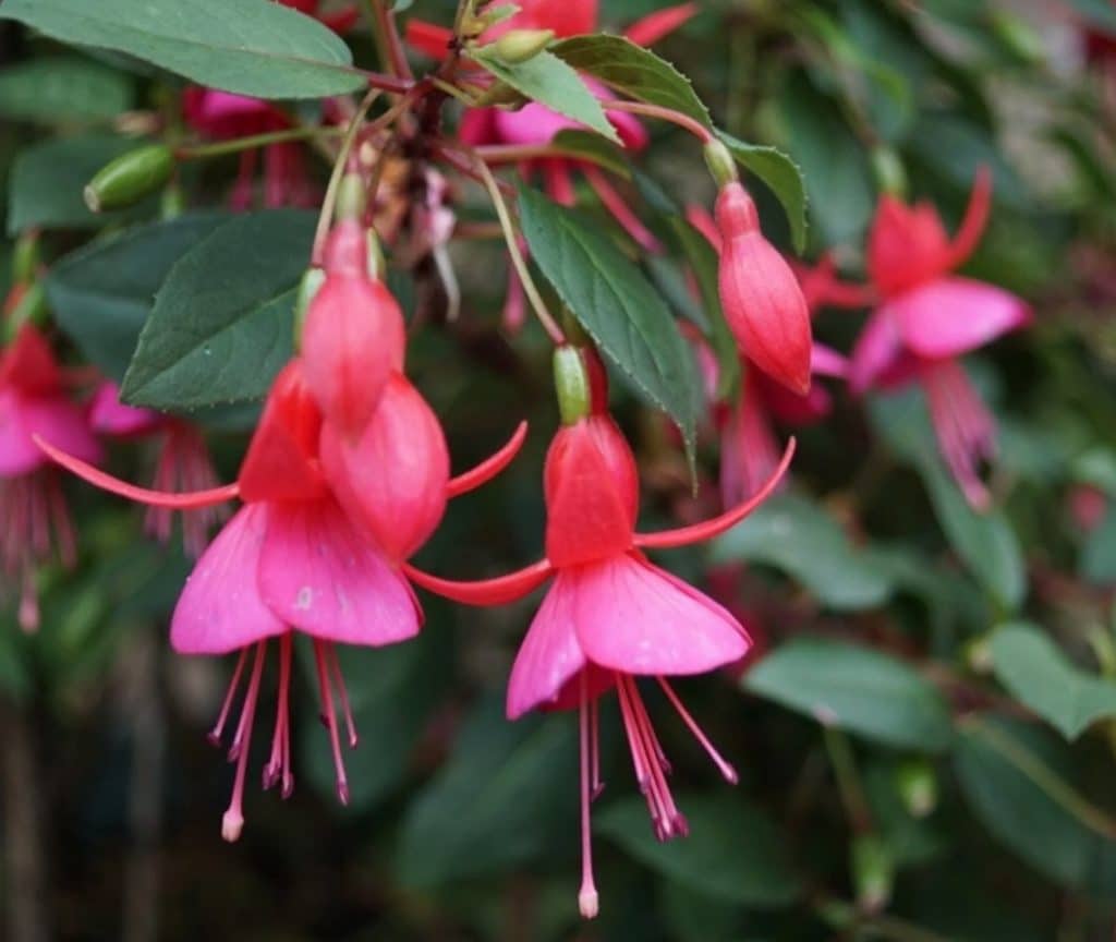 Fuchsia Thymifolia Care