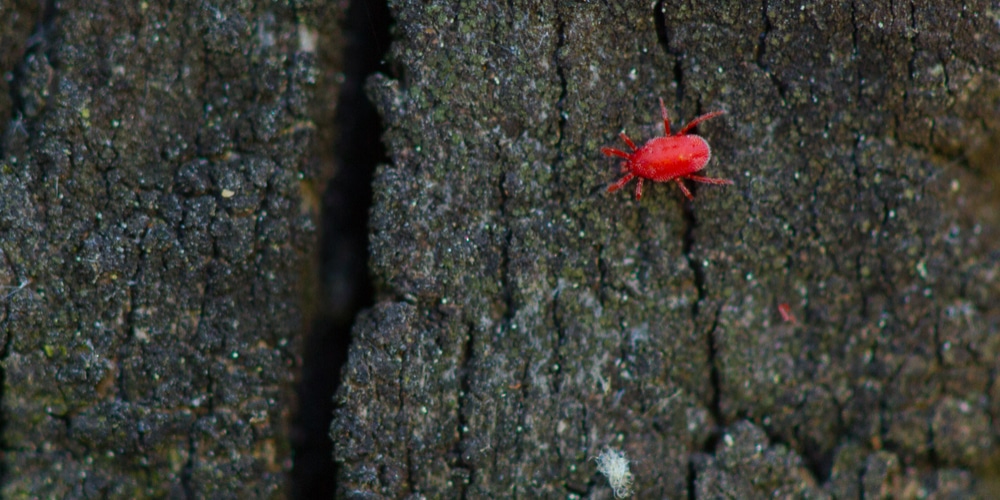 Ways to eradicate clover mites in the home