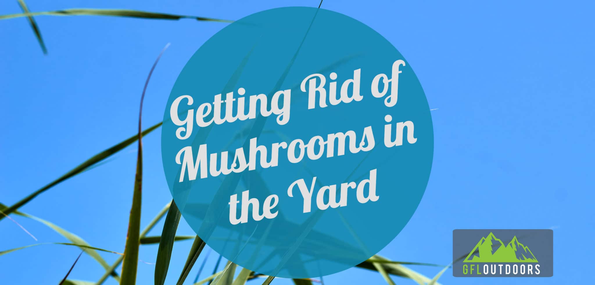 How to Get Rid of Mushrooms in a Yard? [Fungal Control] GFL Outdoors