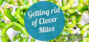 Getting rid of Clover Mites