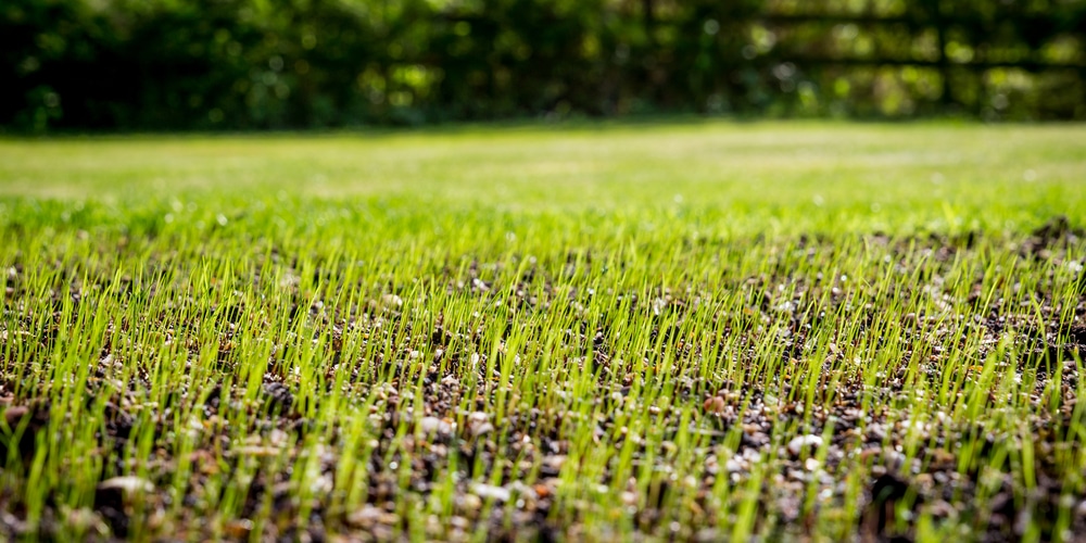 when to plant grass seed in idaho