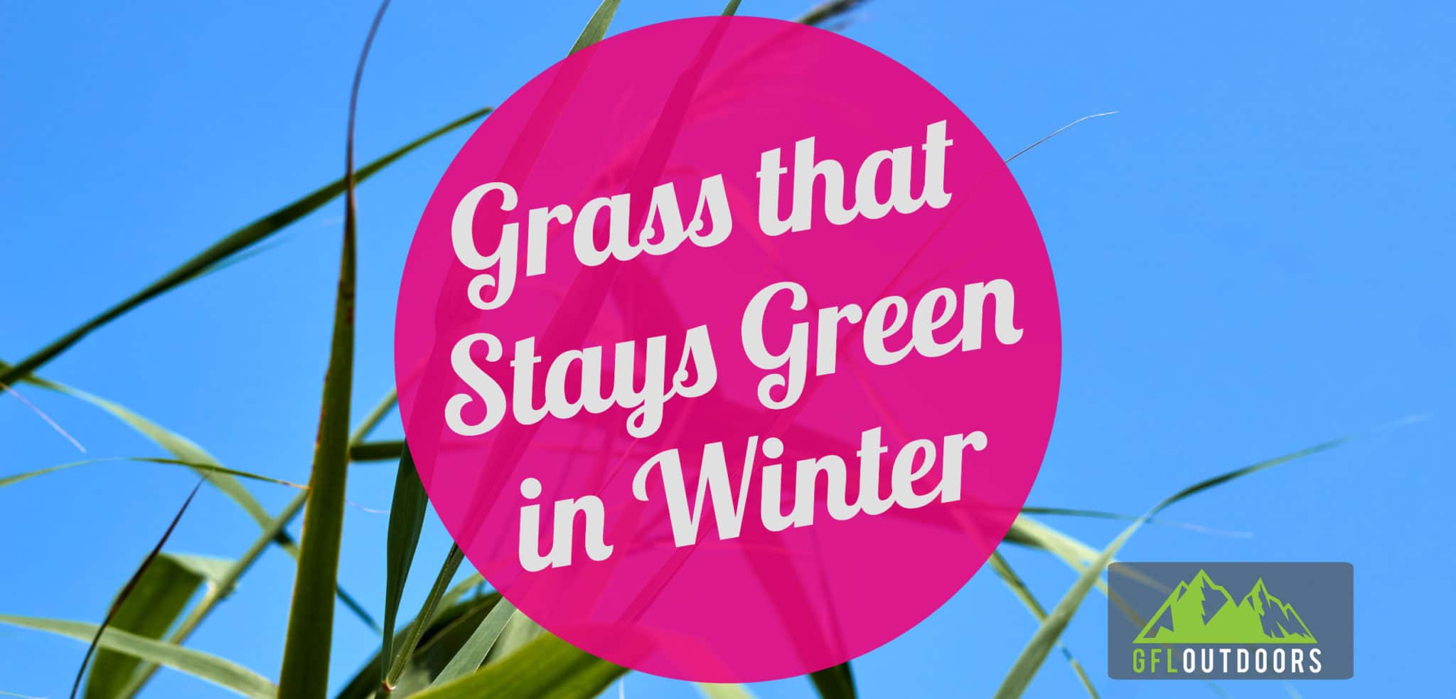 grasses-that-stay-green-in-winter-gfl-outdoors
