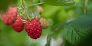 are heritage raspberries thornless