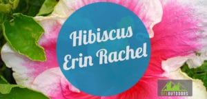Hibiscus Erin Rachel Guide
