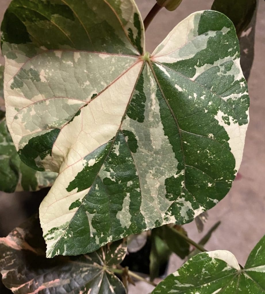 Hibiscus Tillaceus Variegata