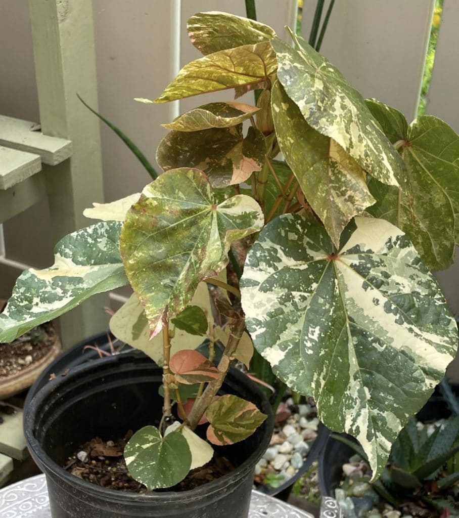 Hibiscus Tillaceus Variegata Care