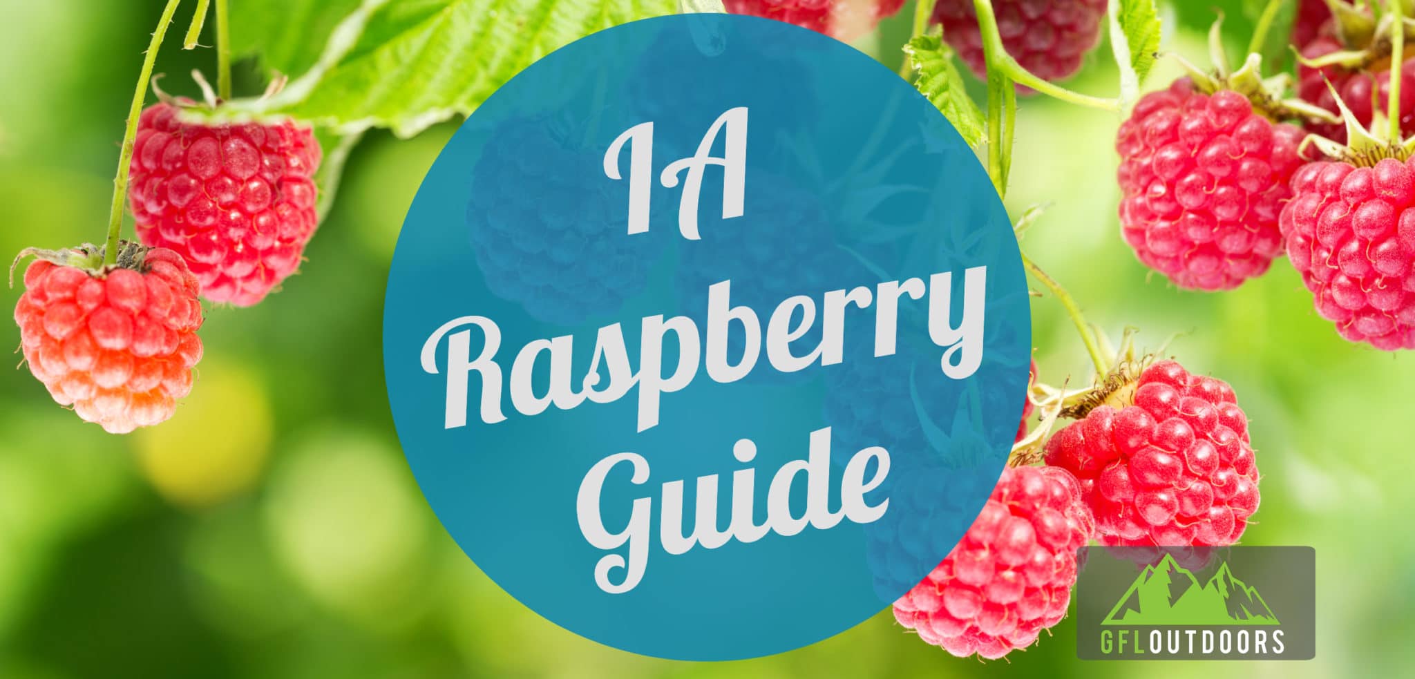 When to Plant Raspberries in Iowa GFL Outdoors