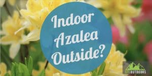 Indoor Azalea Outdoors