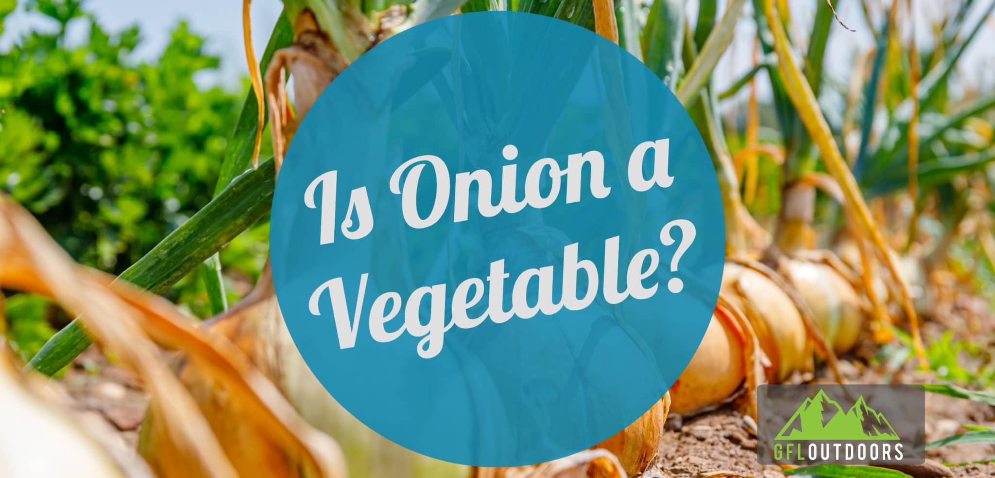 Is Onion a Vegetable? A Guide to this Unique Bulb GFL Outdoors