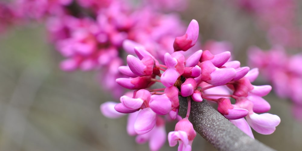 Redbud Tree FL