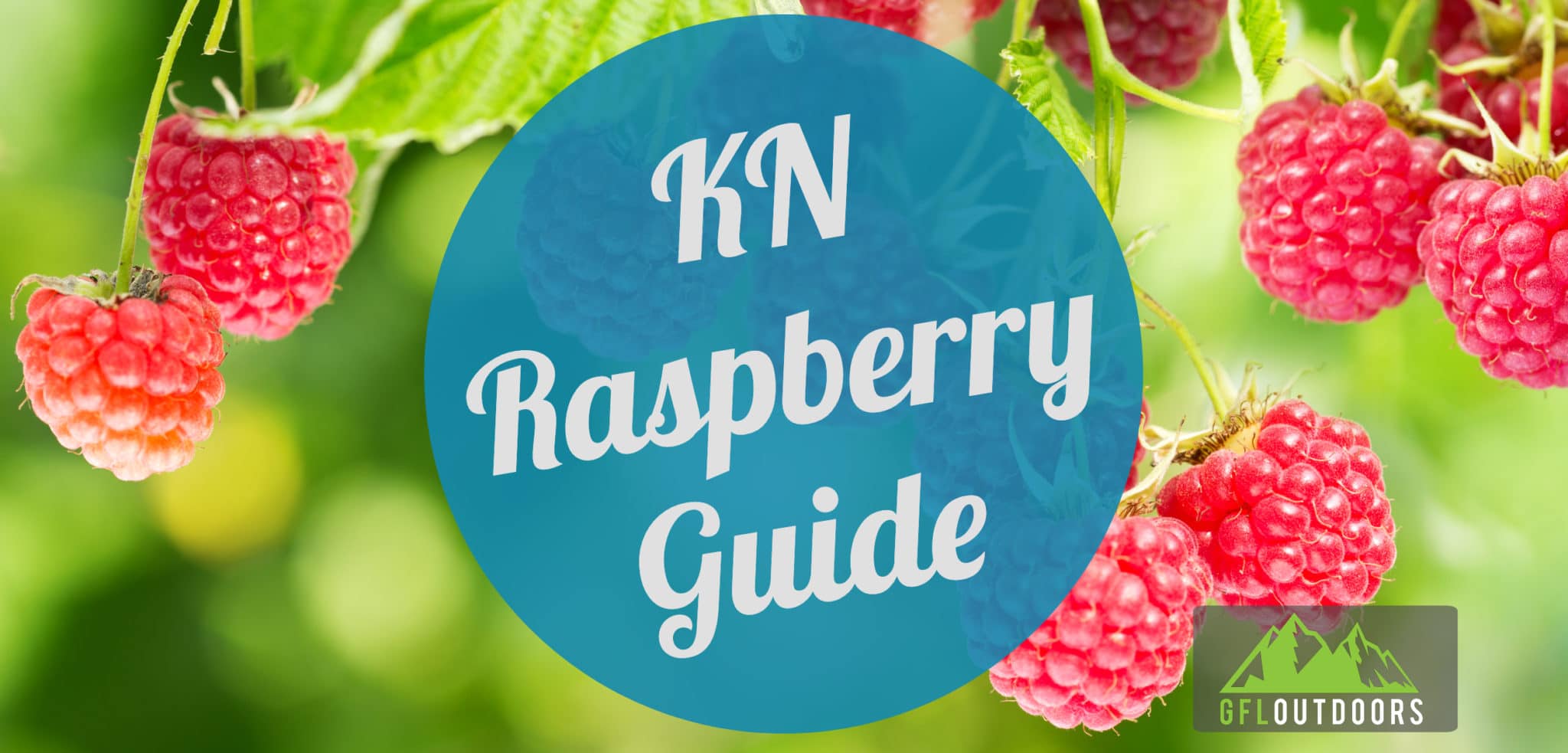 When to Plant Raspberries in Kentucky GFL Outdoors