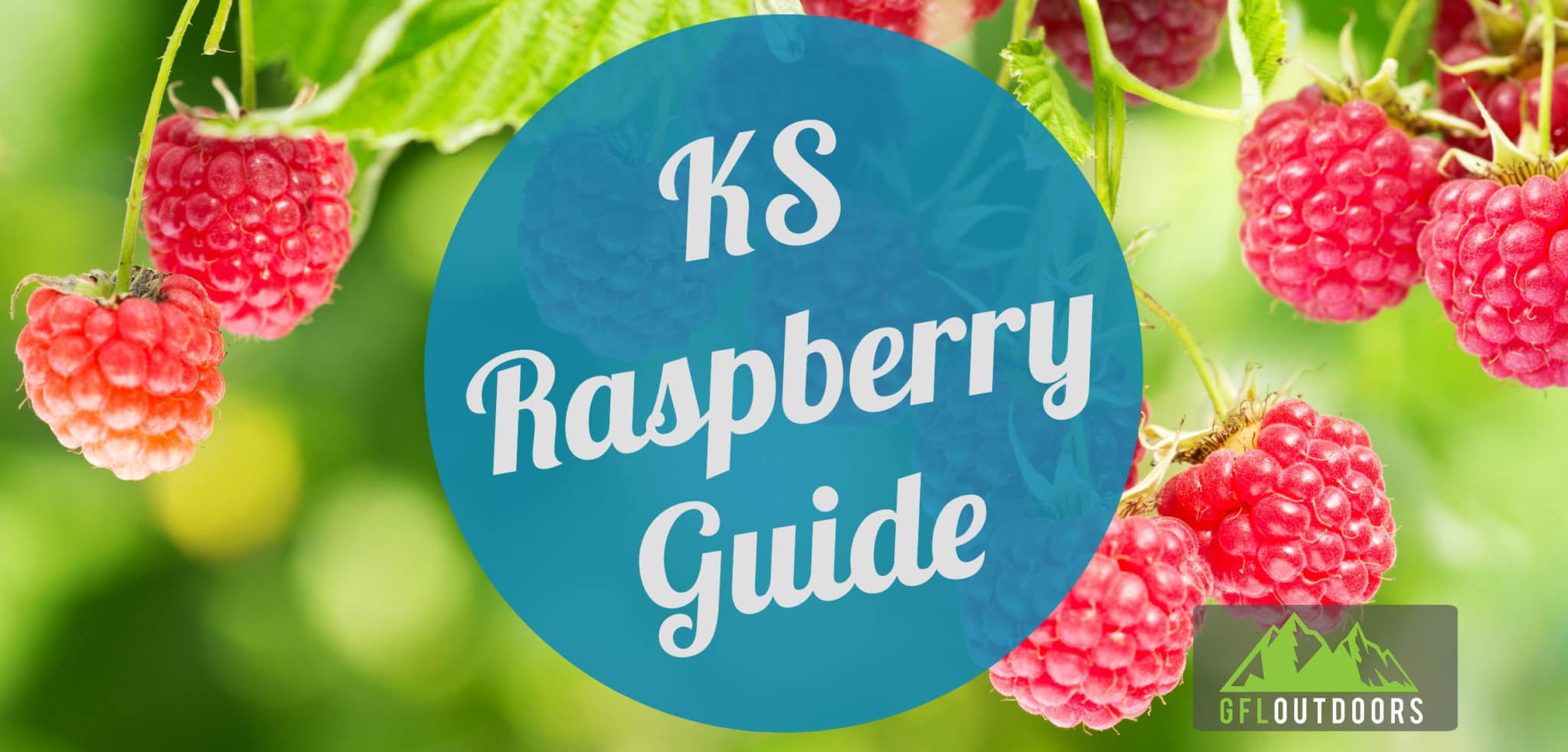 When to Plant Raspberries in Kansas GFL Outdoors