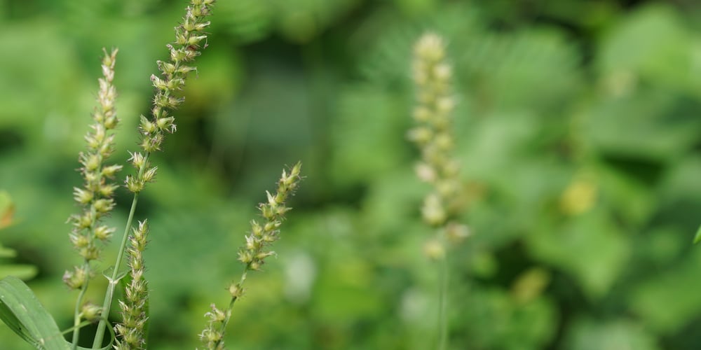 Types of Sticker Weeds