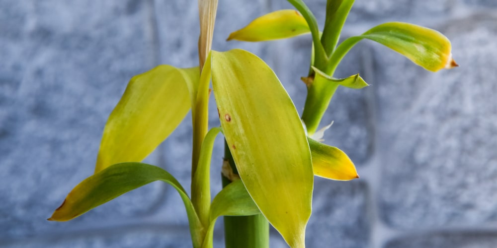 Lucky Bamboo Leaves Turning Yellow