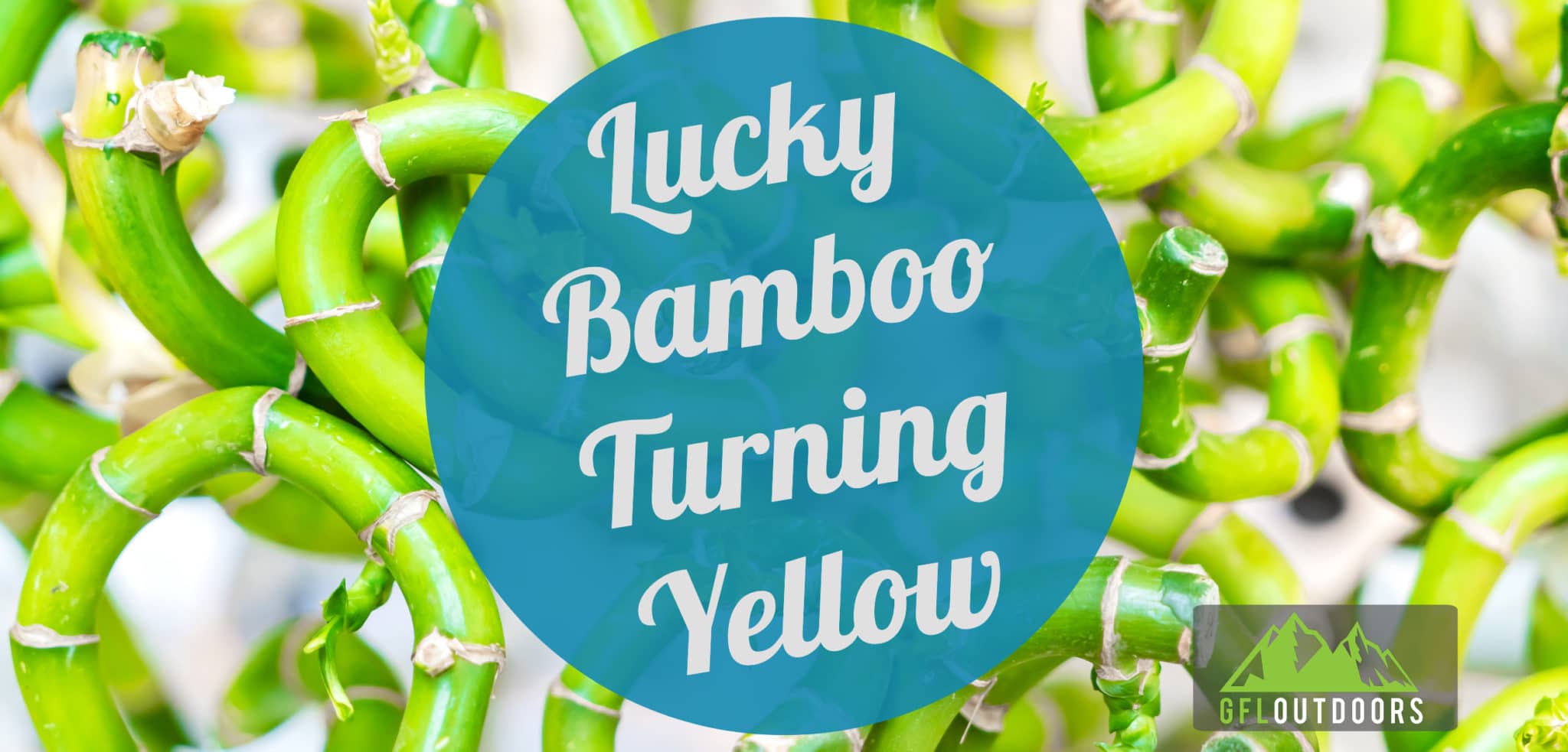 Lucky Bamboo Turning Yellow? [Here's How to Fix it] GFL Outdoors