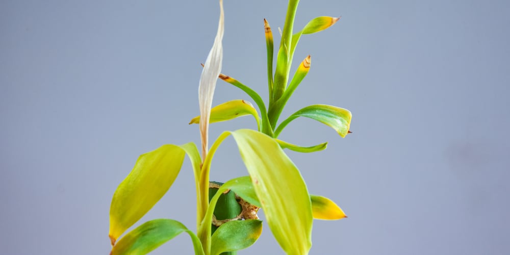 Lucky Bamboo Yellow Leaves