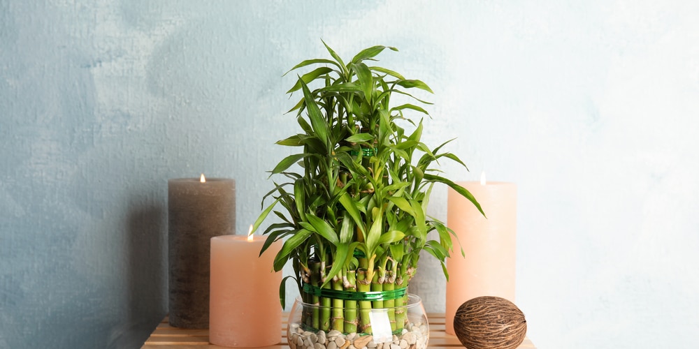 How to Repot Lucky Bamboo